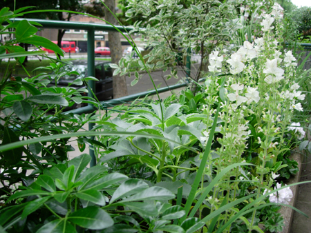 Garden design London|garden design Camden